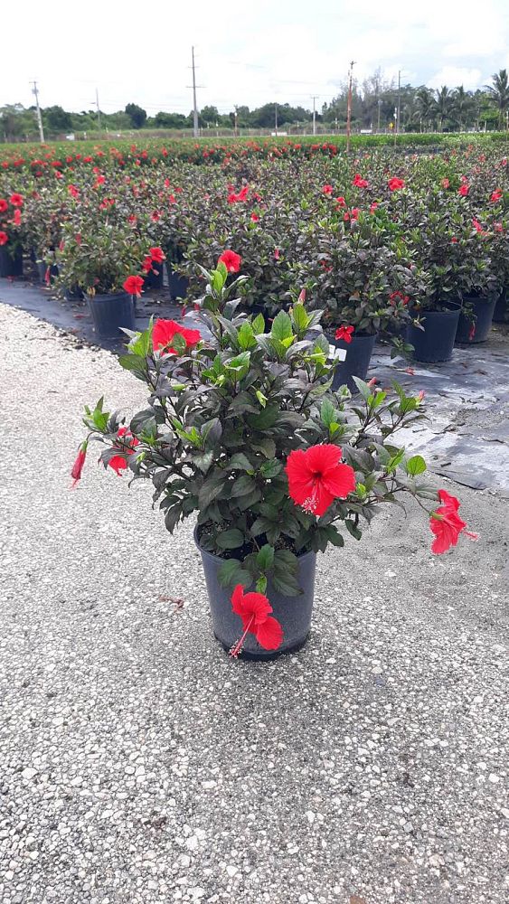 hibiscus-rosa-sinensis-red-hot-tropical-hibiscus