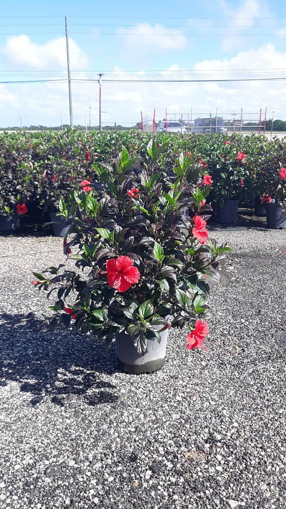 hibiscus-rosa-sinensis-red-hot-tropical-hibiscus