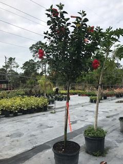 hibiscus-rosa-sinensis-red-stripe-tropical-hibiscus
