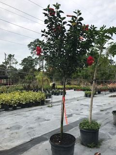 hibiscus-rosa-sinensis-red-stripe-tropical-hibiscus