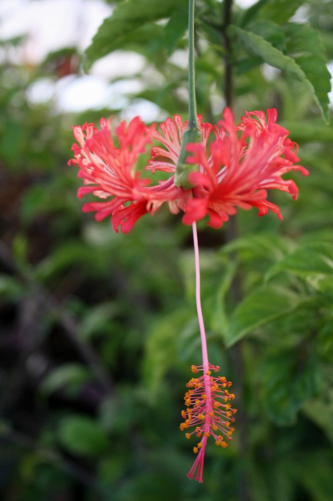 hibiscus-rosa-sinensis-schizopetalus