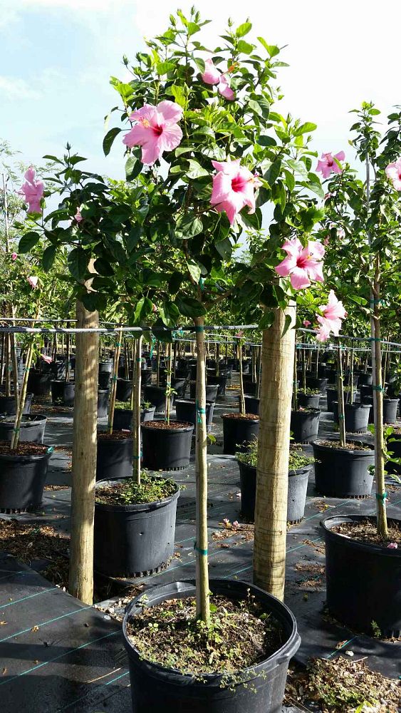 Victoria Farms Ornamental Plants | plantANT.com