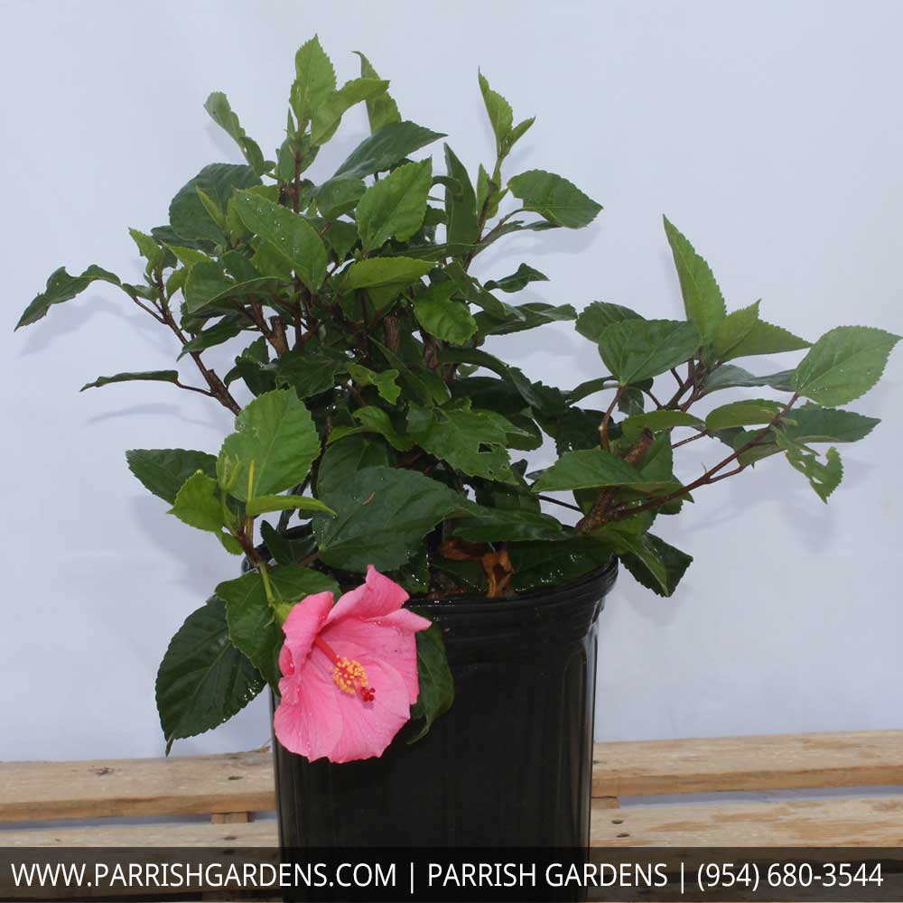 hibiscus-rosa-sinensis-seminole-pink-tropical-hibiscus