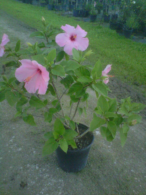 hibiscus-rosa-sinensis-seminole-pink-tropical-hibiscus