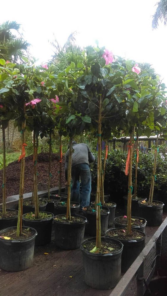 hibiscus-rosa-sinensis-seminole-pink-tropical-hibiscus