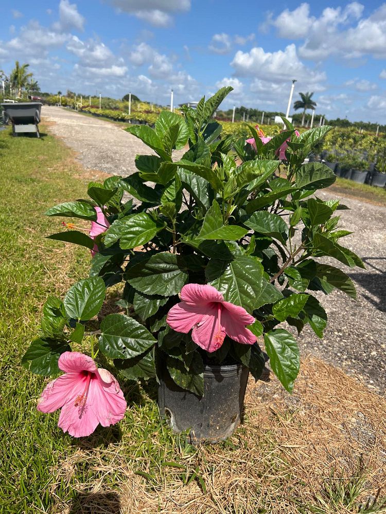 hibiscus-rosa-sinensis-seminole-pink-tropical-hibiscus