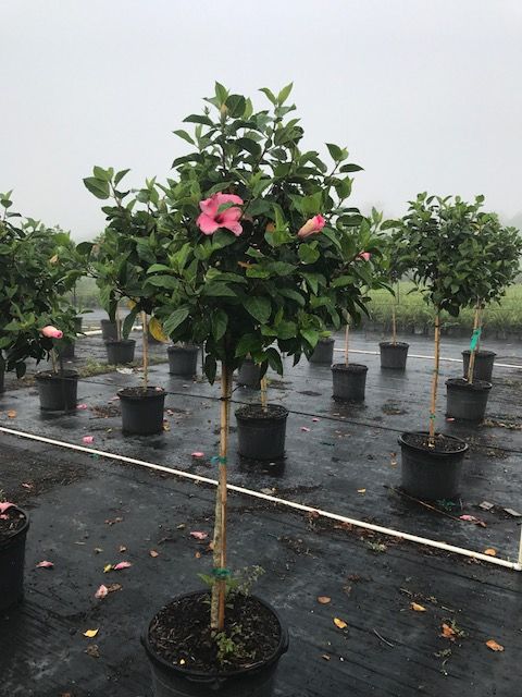 hibiscus-rosa-sinensis-seminole-pink-tropical-hibiscus