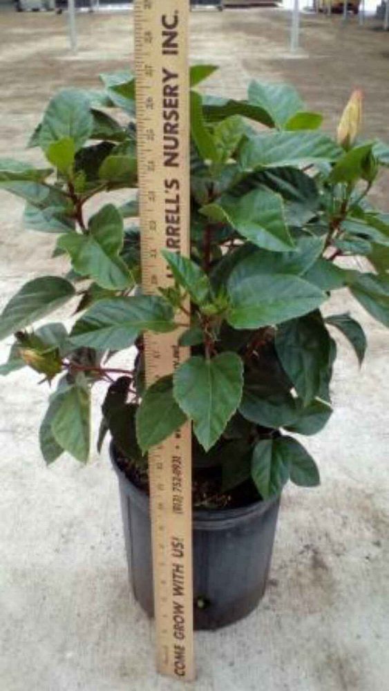 hibiscus-rosa-sinensis-seminole-pink-tropical-hibiscus