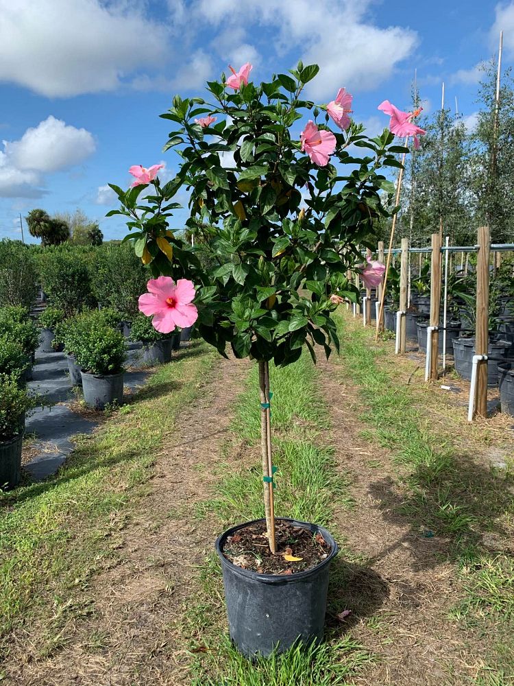 hibiscus-rosa-sinensis-seminole-pink-tropical-hibiscus