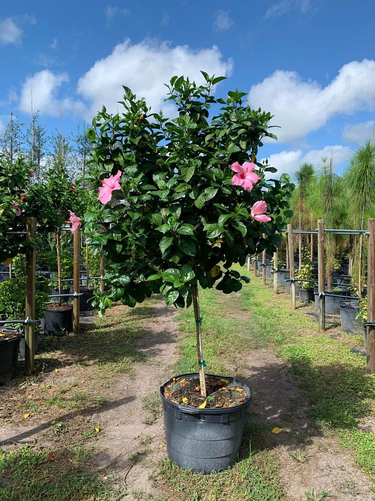 hibiscus-rosa-sinensis-seminole-pink-tropical-hibiscus