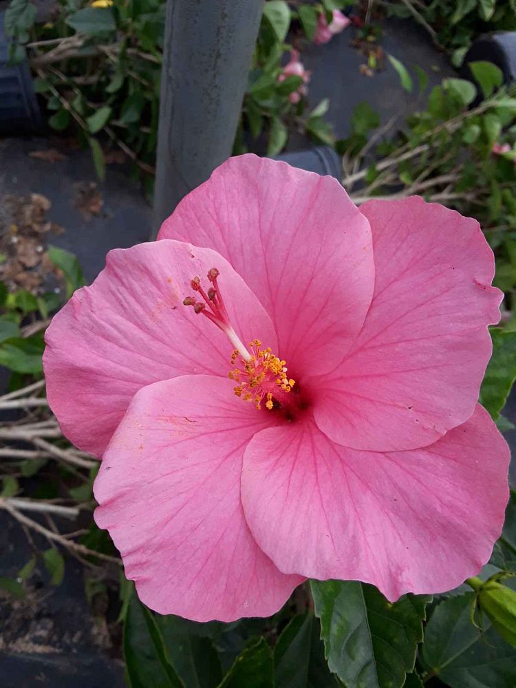 hibiscus-rosa-sinensis-seminole-pink-tropical-hibiscus