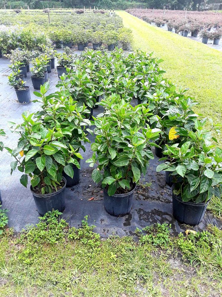 hibiscus-rosa-sinensis-seminole-pink-tropical-hibiscus