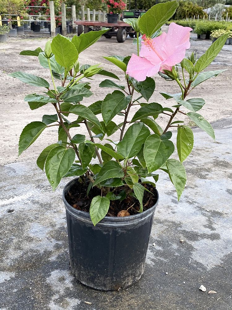 hibiscus-rosa-sinensis-seminole-pink-tropical-hibiscus