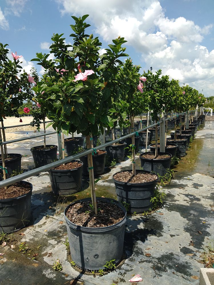 hibiscus-rosa-sinensis-seminole-pink-tropical-hibiscus