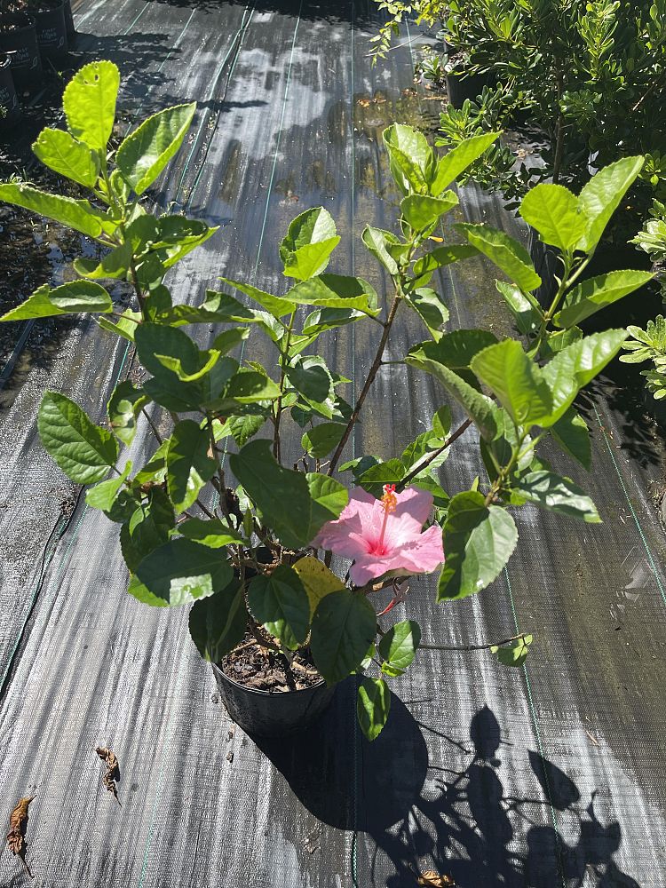 hibiscus-rosa-sinensis-seminole-pink-tropical-hibiscus