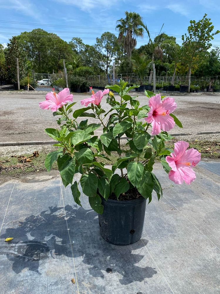 hibiscus-rosa-sinensis-seminole-pink-tropical-hibiscus