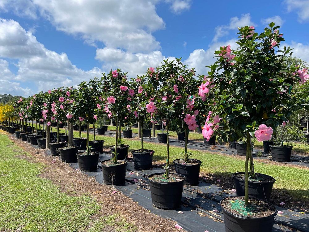 hibiscus-rosa-sinensis-seminole-pink-tropical-hibiscus