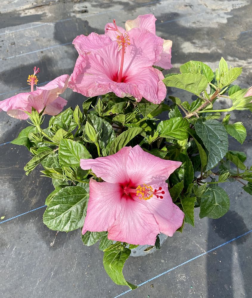 hibiscus-rosa-sinensis-seminole-pink-tropical-hibiscus