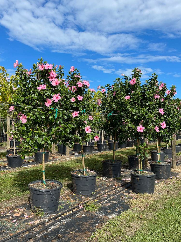 hibiscus-rosa-sinensis-seminole-pink-tropical-hibiscus