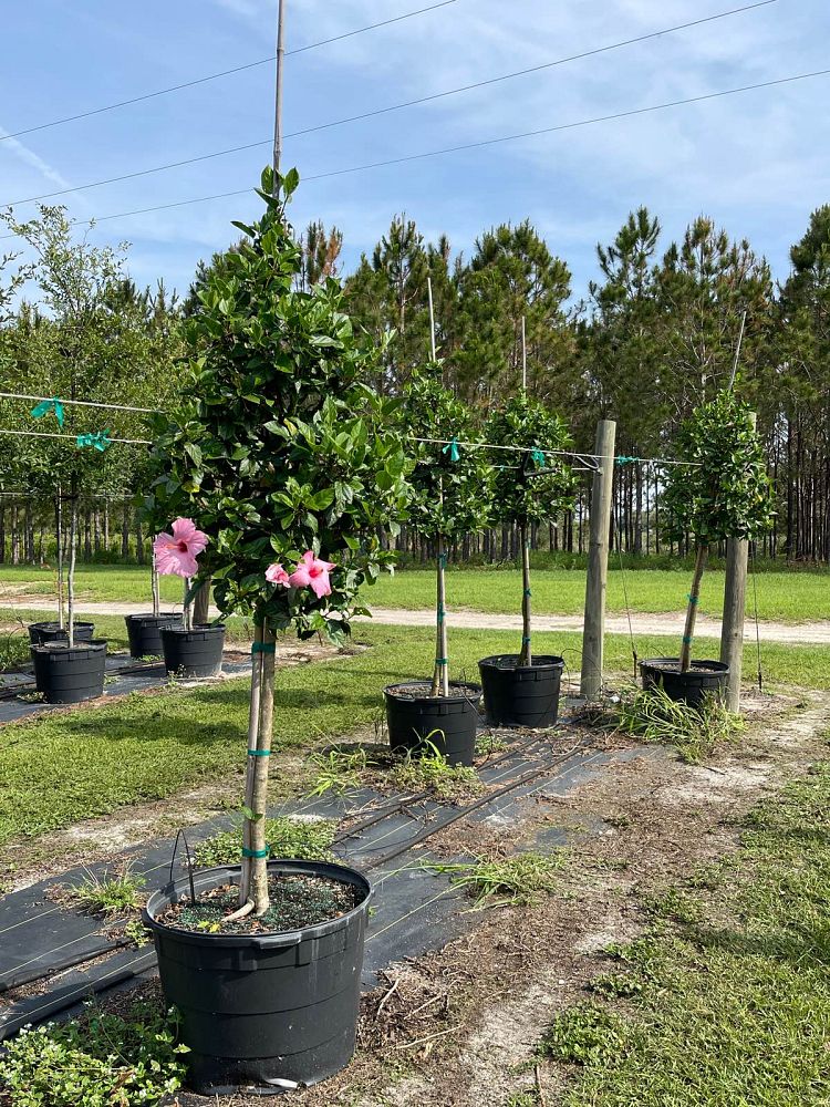 hibiscus-rosa-sinensis-seminole-pink-tropical-hibiscus