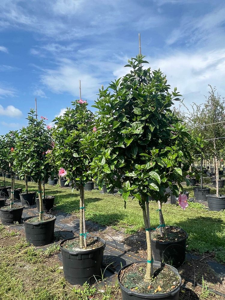 hibiscus-rosa-sinensis-seminole-pink-tropical-hibiscus