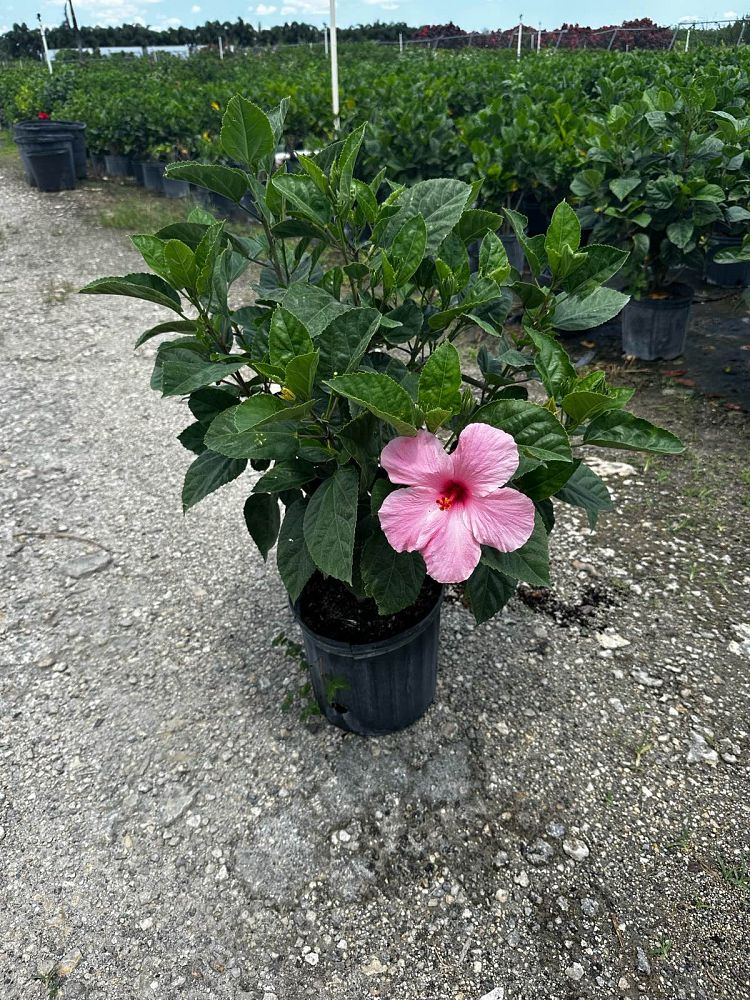 hibiscus-rosa-sinensis-seminole-pink-tropical-hibiscus