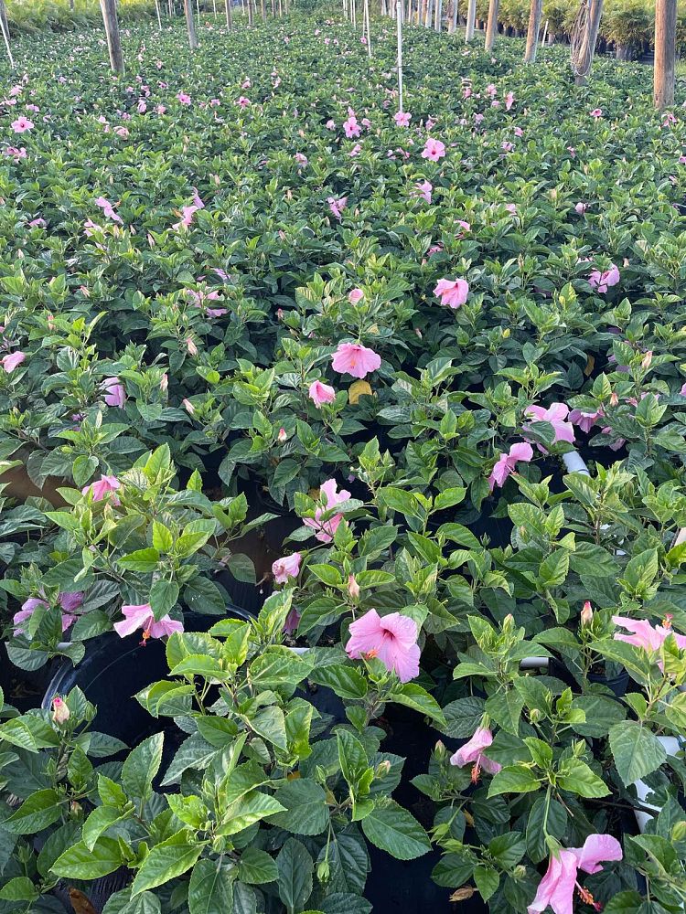 hibiscus-rosa-sinensis-seminole-pink-tropical-hibiscus