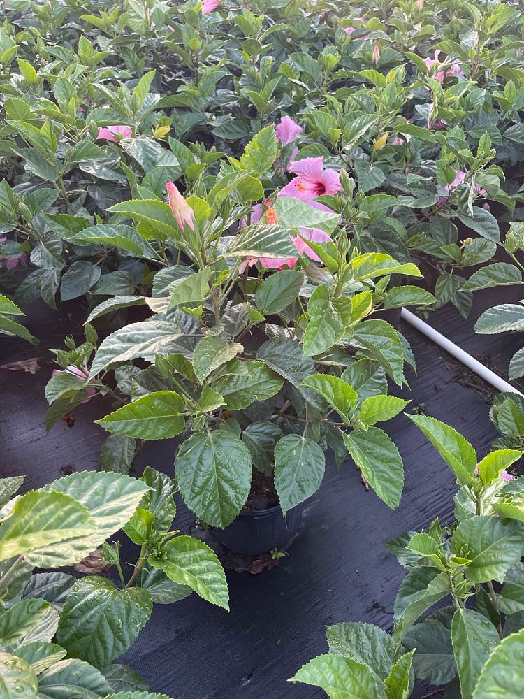 hibiscus-rosa-sinensis-seminole-pink-tropical-hibiscus