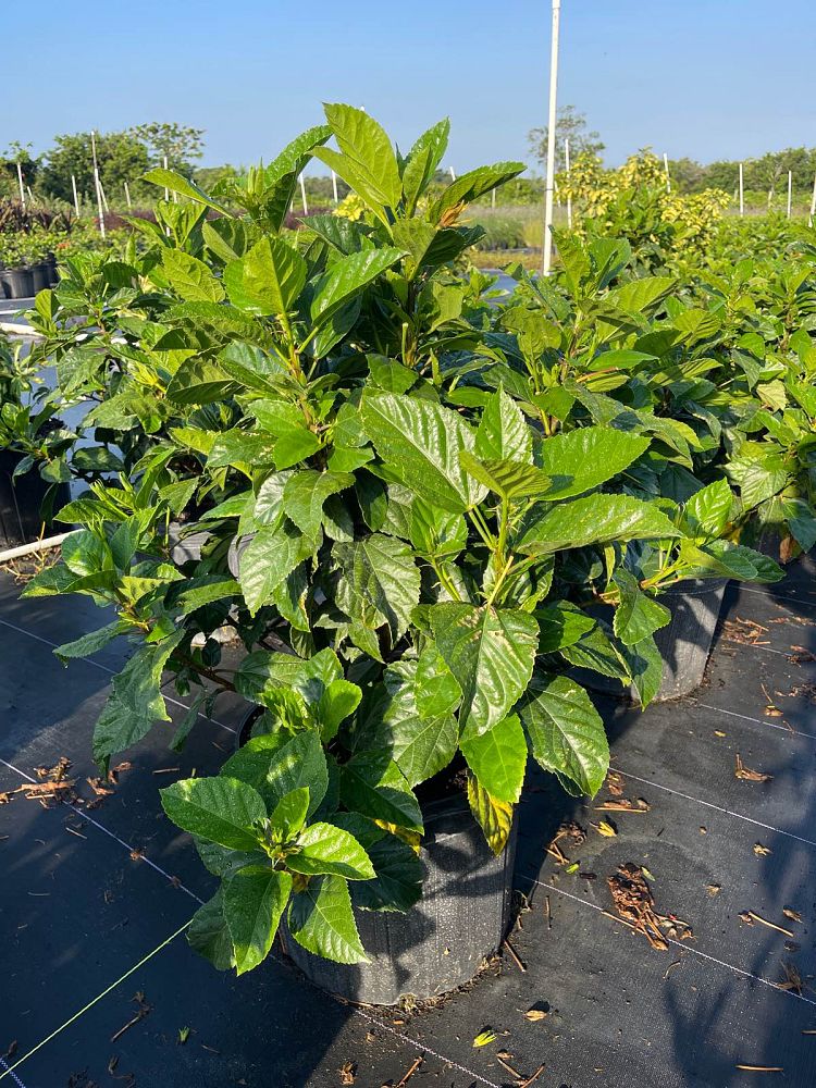 hibiscus-rosa-sinensis-seminole-pink-tropical-hibiscus