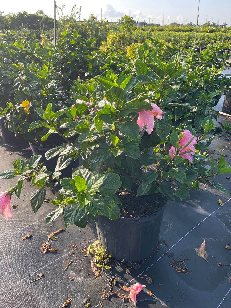 hibiscus-rosa-sinensis-seminole-pink-tropical-hibiscus