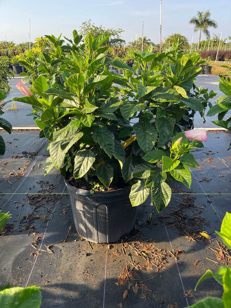 hibiscus-rosa-sinensis-seminole-pink-tropical-hibiscus