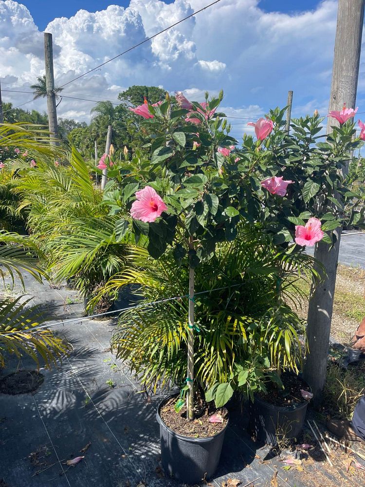 hibiscus-rosa-sinensis-seminole-pink-tropical-hibiscus