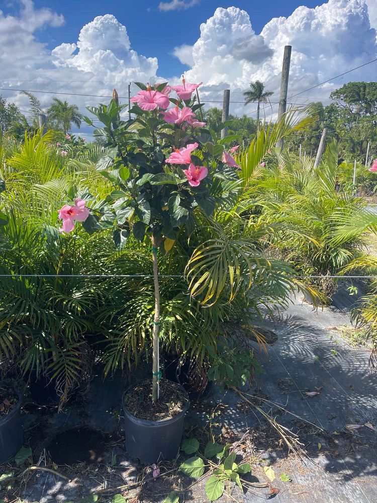hibiscus-rosa-sinensis-seminole-pink-tropical-hibiscus