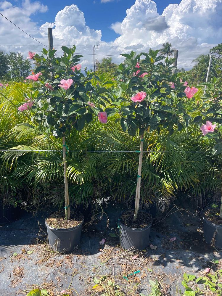 hibiscus-rosa-sinensis-seminole-pink-tropical-hibiscus