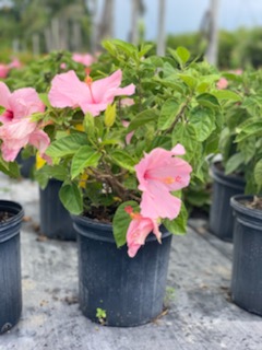 hibiscus-rosa-sinensis-seminole-pink-tropical-hibiscus
