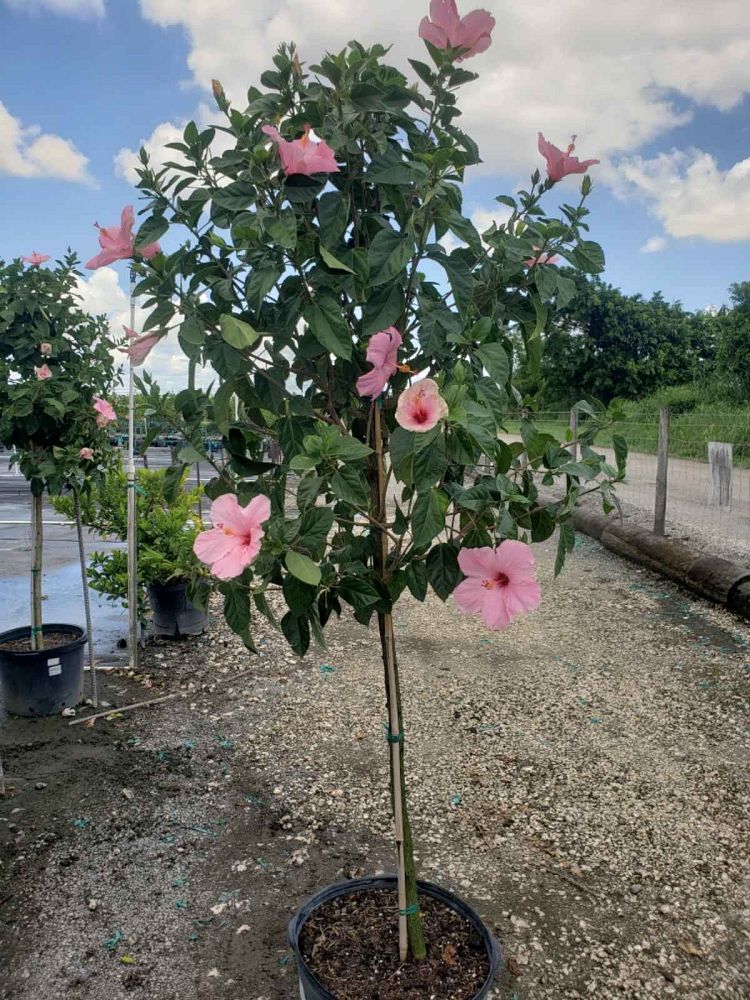 hibiscus-rosa-sinensis-seminole-pink-tropical-hibiscus