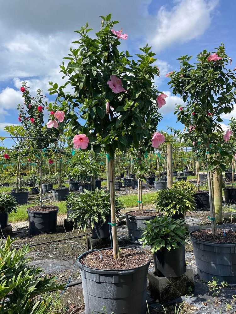 hibiscus-rosa-sinensis-seminole-pink-tropical-hibiscus
