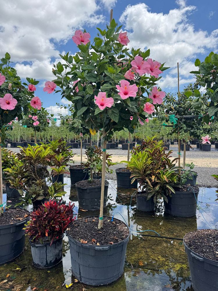 hibiscus-rosa-sinensis-seminole-pink-tropical-hibiscus