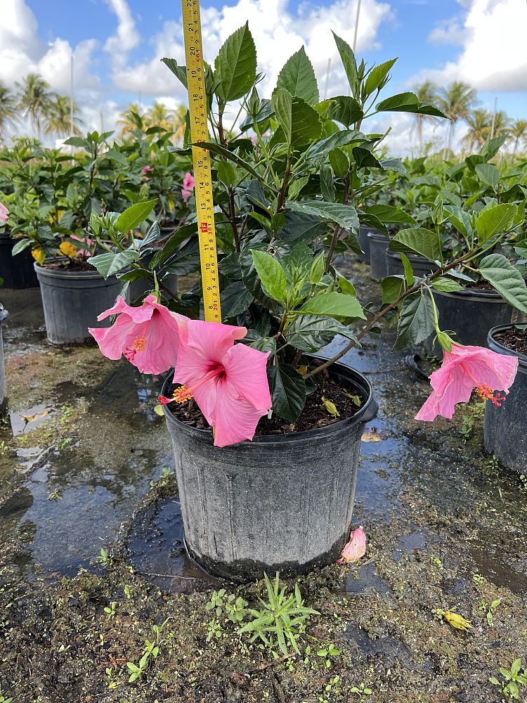 hibiscus-rosa-sinensis-seminole-pink-tropical-hibiscus