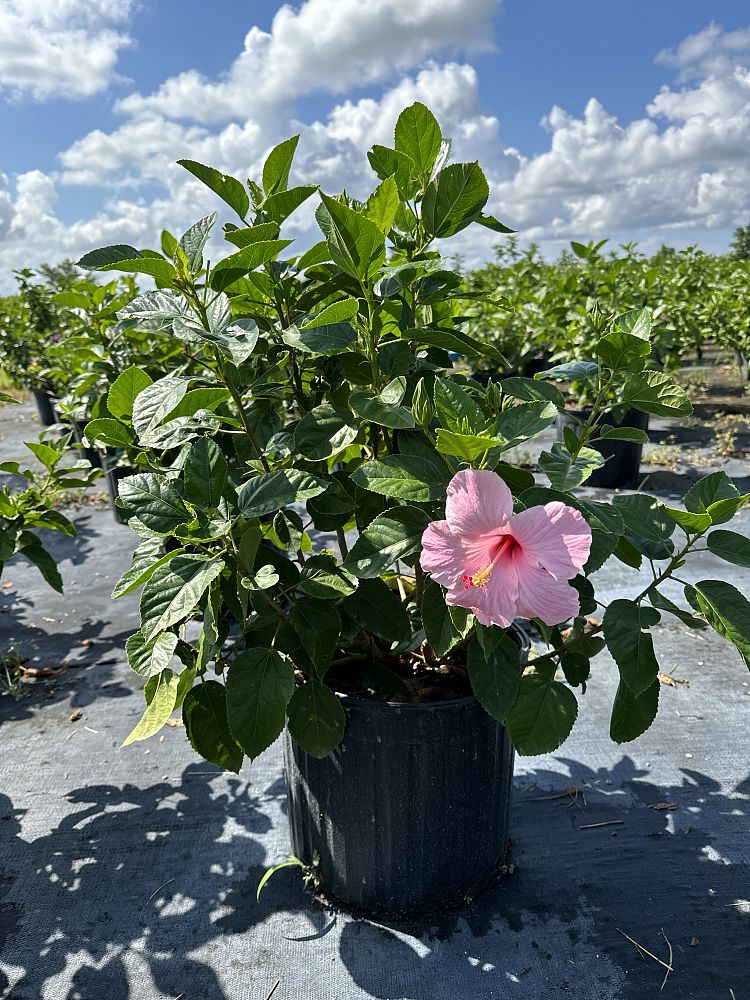 hibiscus-rosa-sinensis-seminole-pink-tropical-hibiscus