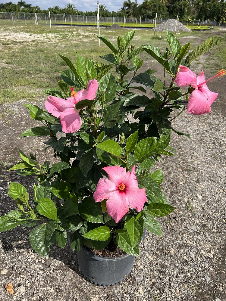 hibiscus-rosa-sinensis-seminole-pink-tropical-hibiscus
