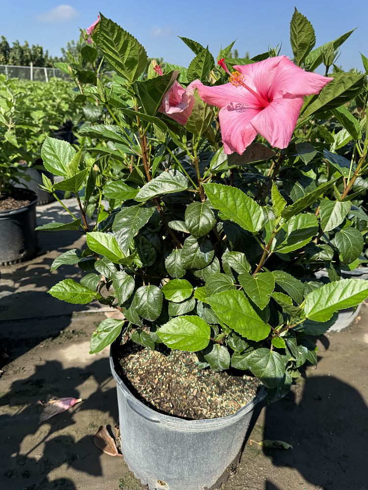 hibiscus-rosa-sinensis-seminole-pink-tropical-hibiscus
