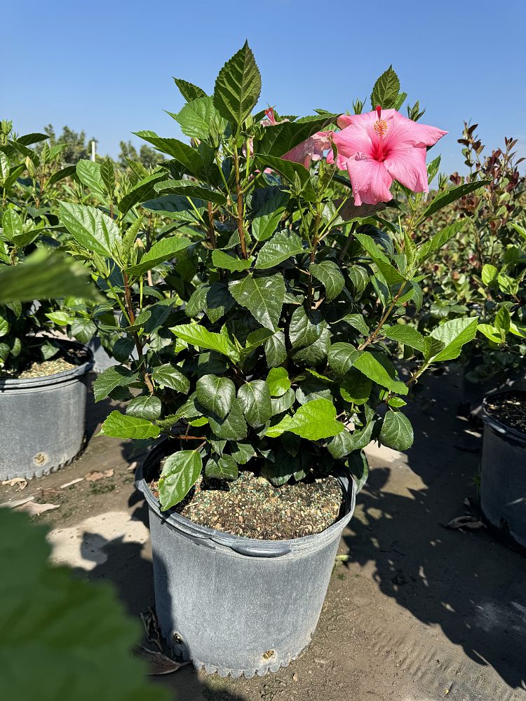 hibiscus-rosa-sinensis-seminole-pink-tropical-hibiscus