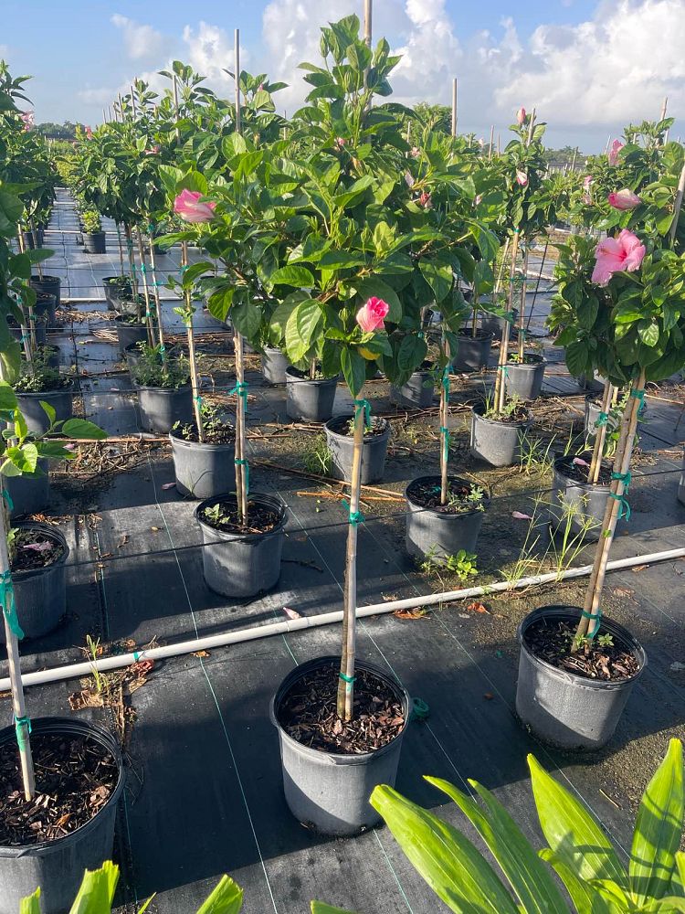 hibiscus-rosa-sinensis-seminole-pink-tropical-hibiscus