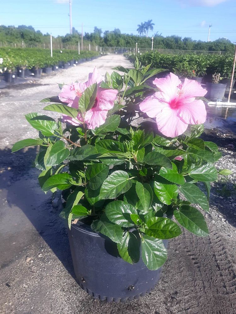 hibiscus-rosa-sinensis-seminole-pink-tropical-hibiscus