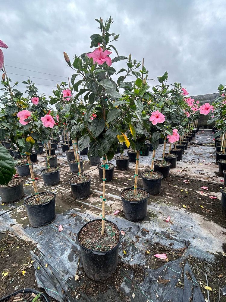 hibiscus-rosa-sinensis-seminole-pink-tropical-hibiscus