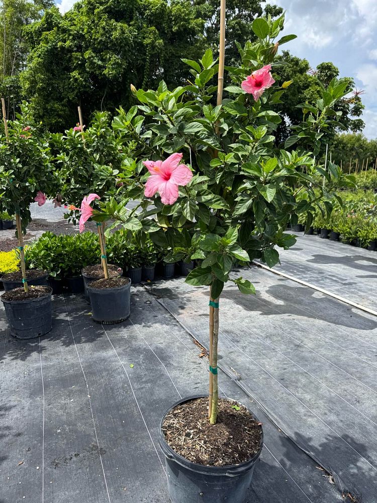 hibiscus-rosa-sinensis-seminole-pink-tropical-hibiscus