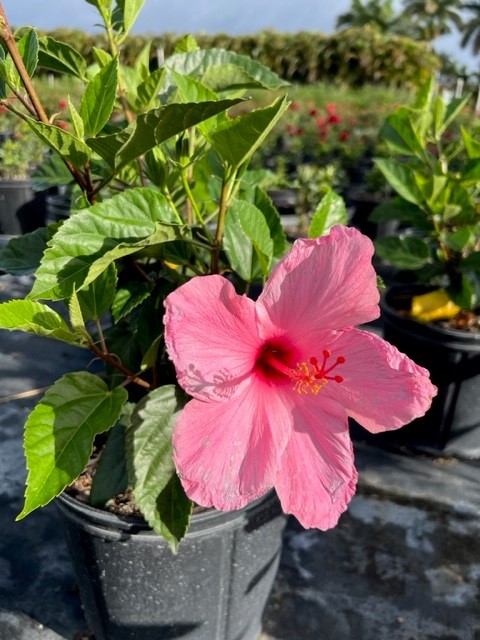 hibiscus-rosa-sinensis-seminole-pink-tropical-hibiscus