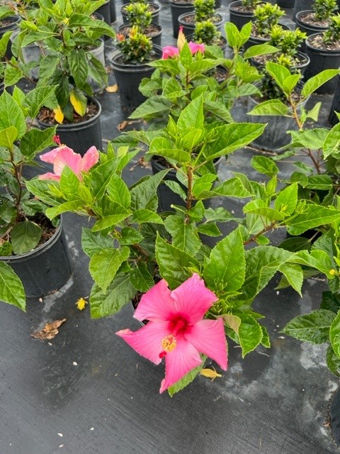 hibiscus-rosa-sinensis-seminole-pink-tropical-hibiscus
