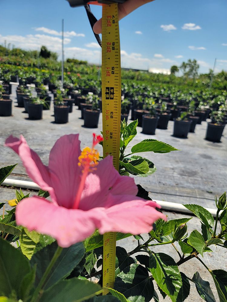 hibiscus-rosa-sinensis-seminole-pink-tropical-hibiscus